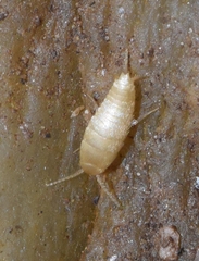 Proatelurina pseudolepisma