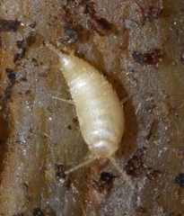 Proatelurina pseudolepisma