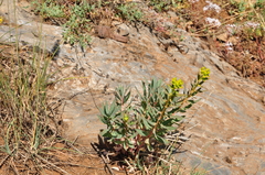 Euphorbia macroclada