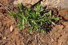 Daphne mucronata