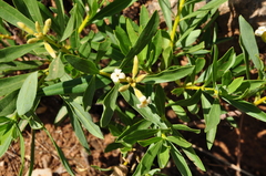 Daphne mucronata