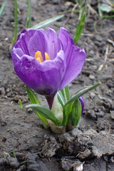 Crocus neapolitanus