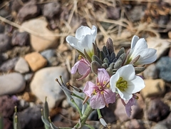 Nerisyrenia camporum