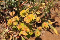 Euphorbia cheiradenia