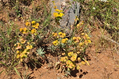 Euphorbia cheiradenia
