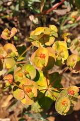 Euphorbia cheiradenia