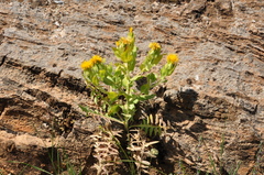Centaurea polypodiifolia