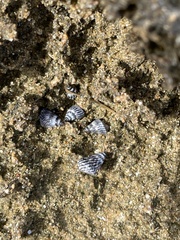 Echinolittorina ziczac