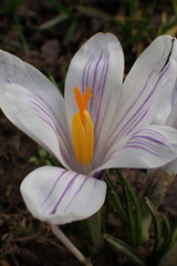 Crocus neapolitanus