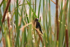 Amblyospiza albifrons