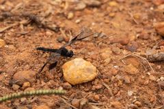 Brachythemis leucosticta
