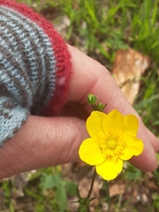 Ranunculus occidentalis