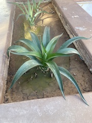 Agave desmettiana