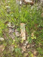 Ranunculus occidentalis