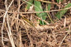 Brachythemis leucosticta