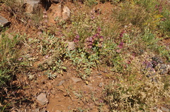 Salvia multicaulis