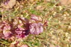 Salvia multicaulis