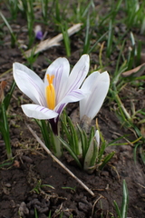 Crocus neapolitanus