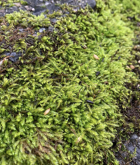 Scleropodium cespitans