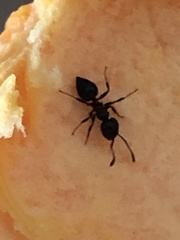 Crematogaster ashmeadi