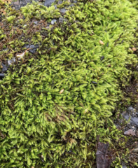 Scleropodium cespitans