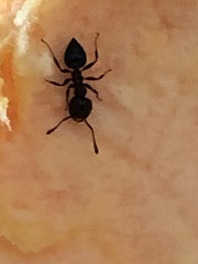 Crematogaster ashmeadi