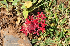 Prometheum sempervivoides