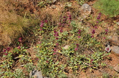 Salvia multicaulis