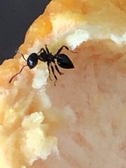 Crematogaster ashmeadi