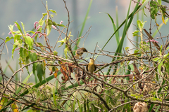 Ploceus jacksoni