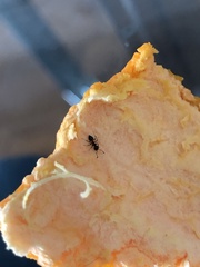 Crematogaster ashmeadi