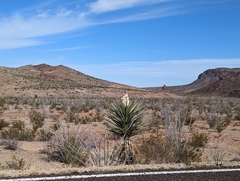Yucca torreyi