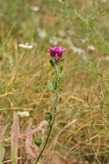 Brachypus suffruticosus