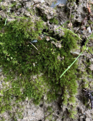 Ditrichum heteromallum