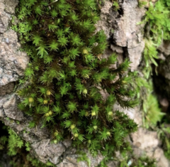 Nyholmiella obtusifolia