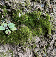 Ditrichum heteromallum