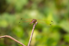 Trithemis annulata