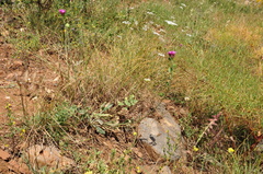 Brachypus suffruticosus