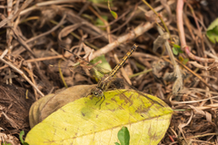 Brachythemis leucosticta