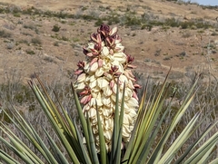 Yucca torreyi