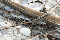 Sceloporus cozumelae