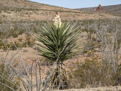 Yucca torreyi
