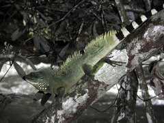 Physignathus cocincinus