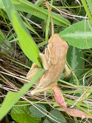 Hyperolius viridiflavus