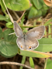 Euchrysops malathana