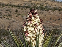 Yucca torreyi