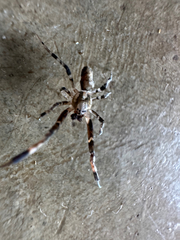 Araneae