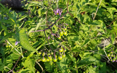 Solanum dulcamara