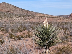 Yucca torreyi