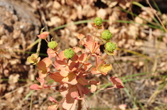 Euphorbia macrocarpa